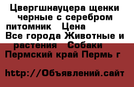 Цвергшнауцера щенки черные с серебром питомник › Цена ­ 30 000 - Все города Животные и растения » Собаки   . Пермский край,Пермь г.